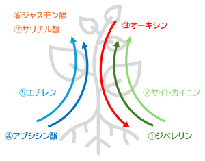 植物ホルモン7種（ジベレリン、サイトカイニン、オーキシン、アブシシン酸、エチレン、ジャスモン酸、サリチル酸）の関係を示す概念図
