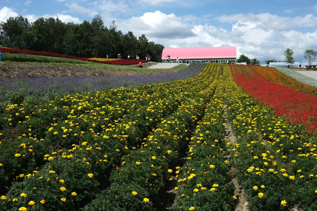 花が咲く畑の景観。被覆と多様性がある状態のイメージ