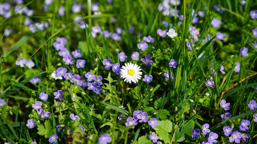 春先の草地に咲くオオイヌノフグリ(青い小花)