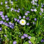 春先の草地に咲くオオイヌノフグリ（青い小花）