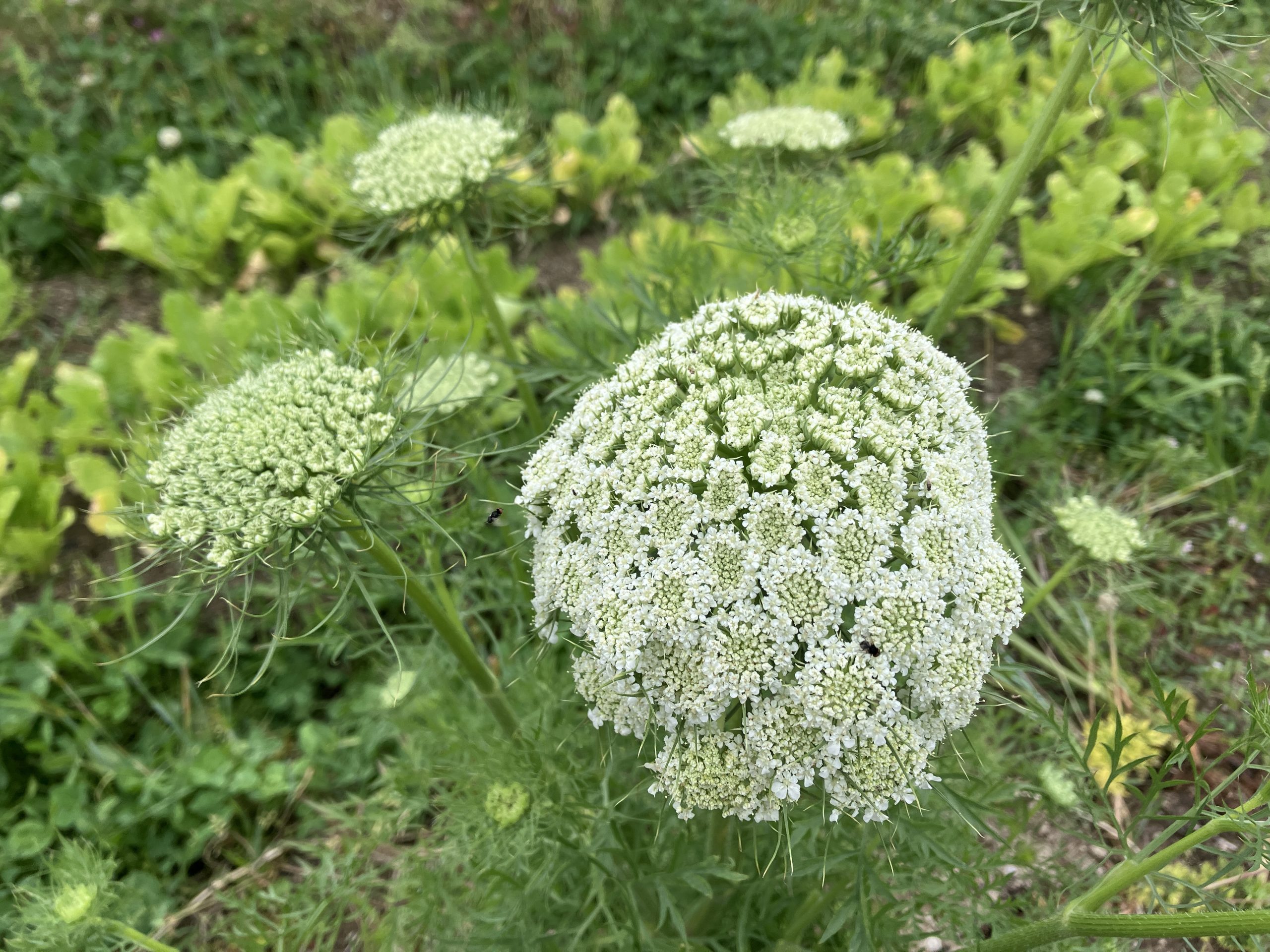 花を咲かせる作物