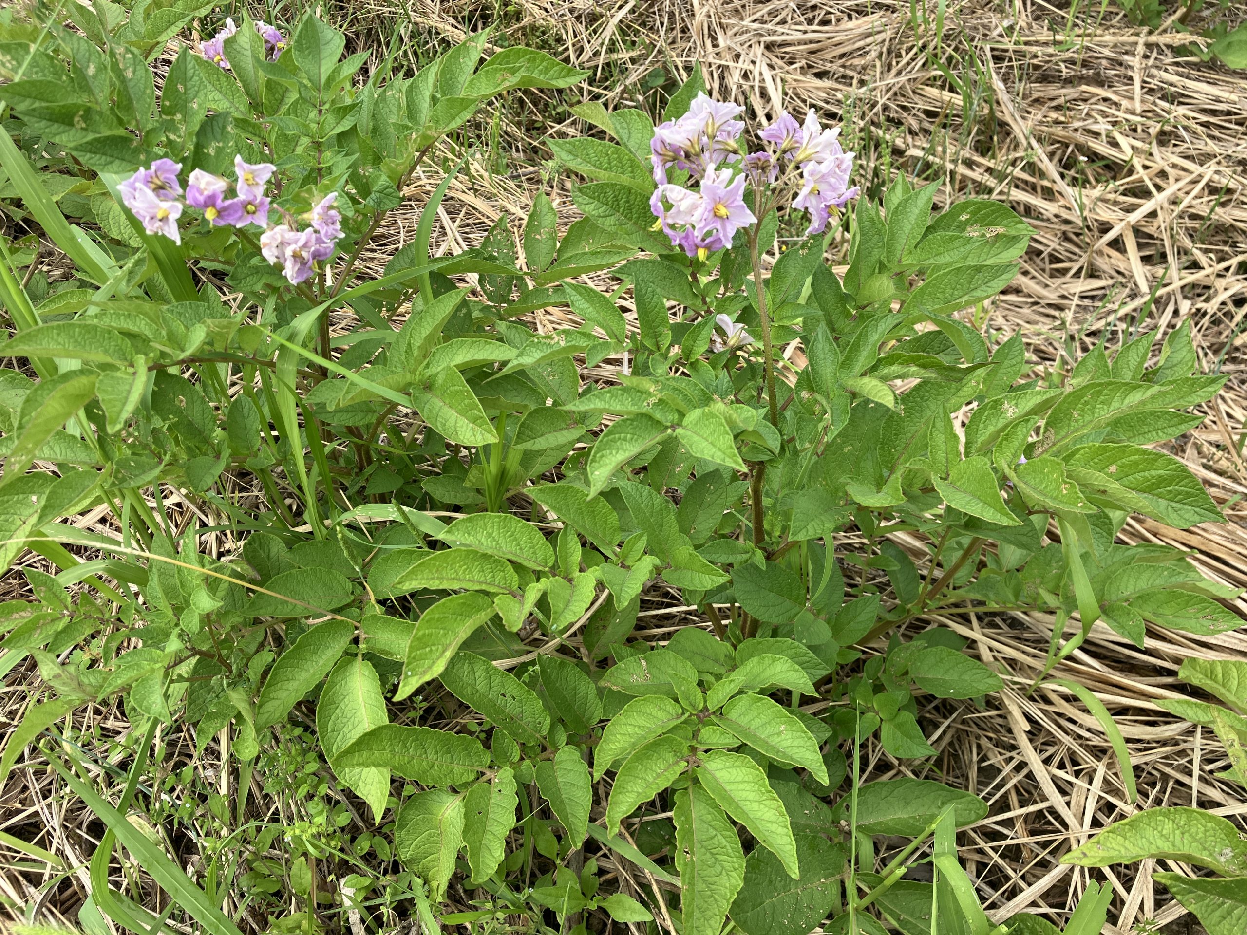 畑で咲くじゃがいもの花