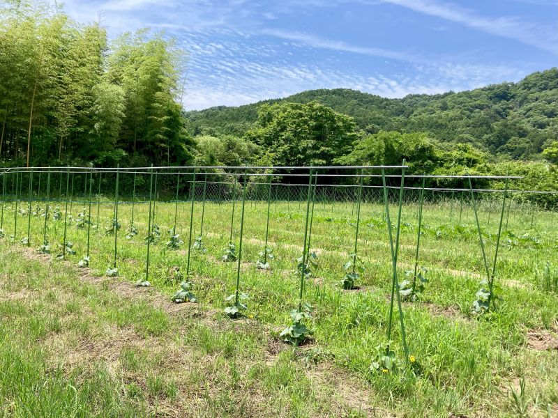山際に残る土と草の風景