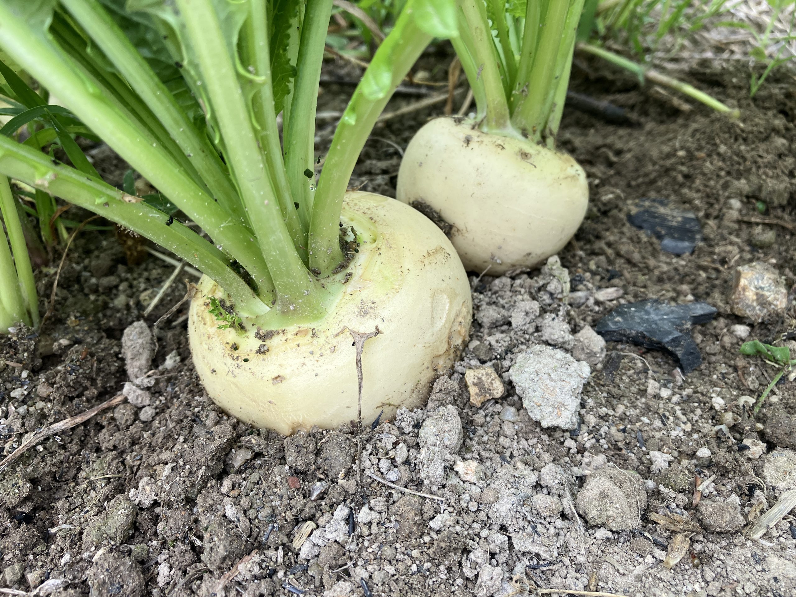 土の上に置かれた収穫物