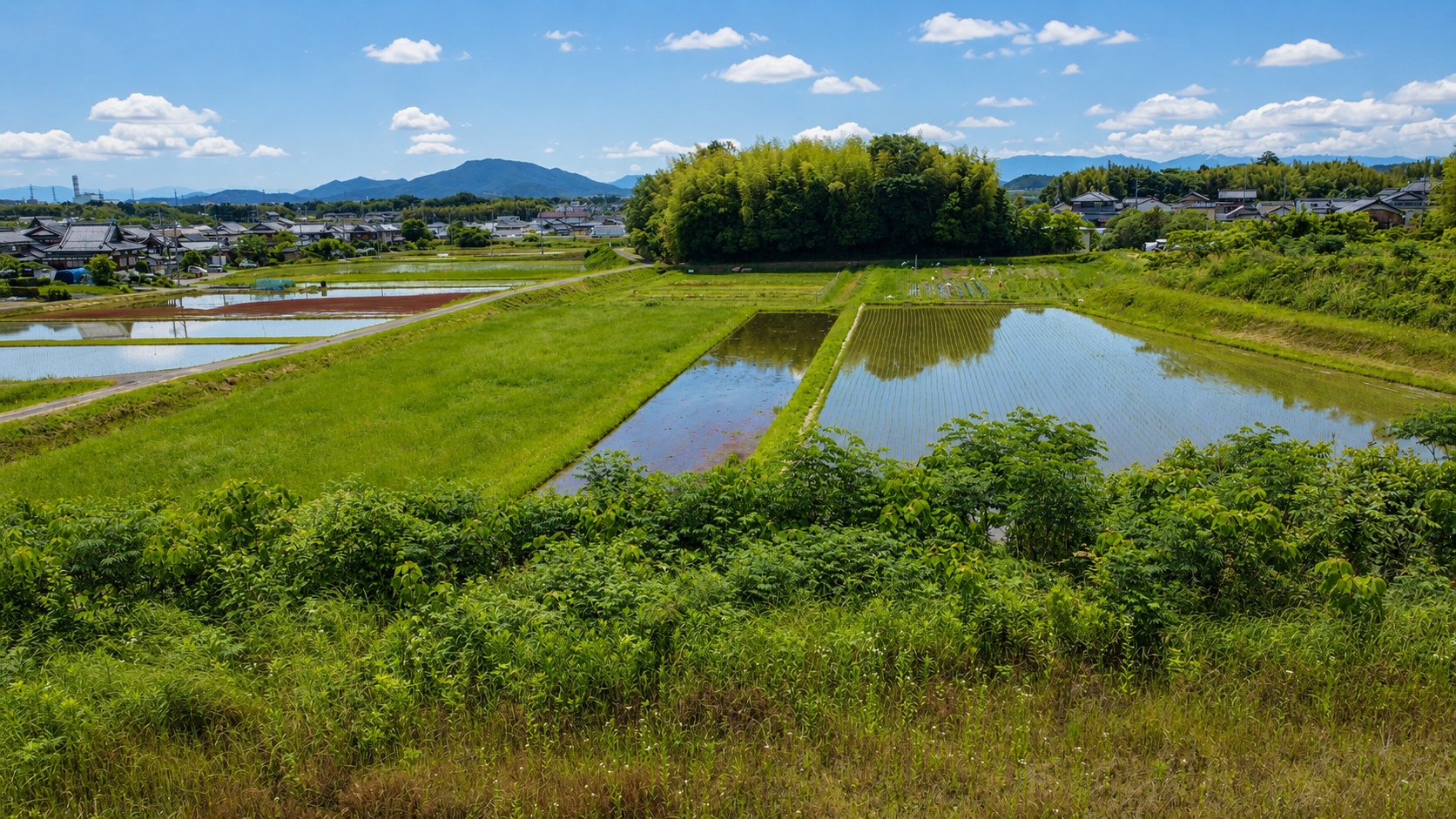 藪の先に見える田んぼと里山の風景